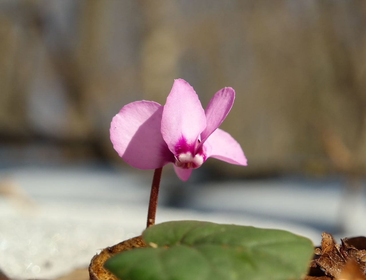 Изображение особи Cyclamen coum.