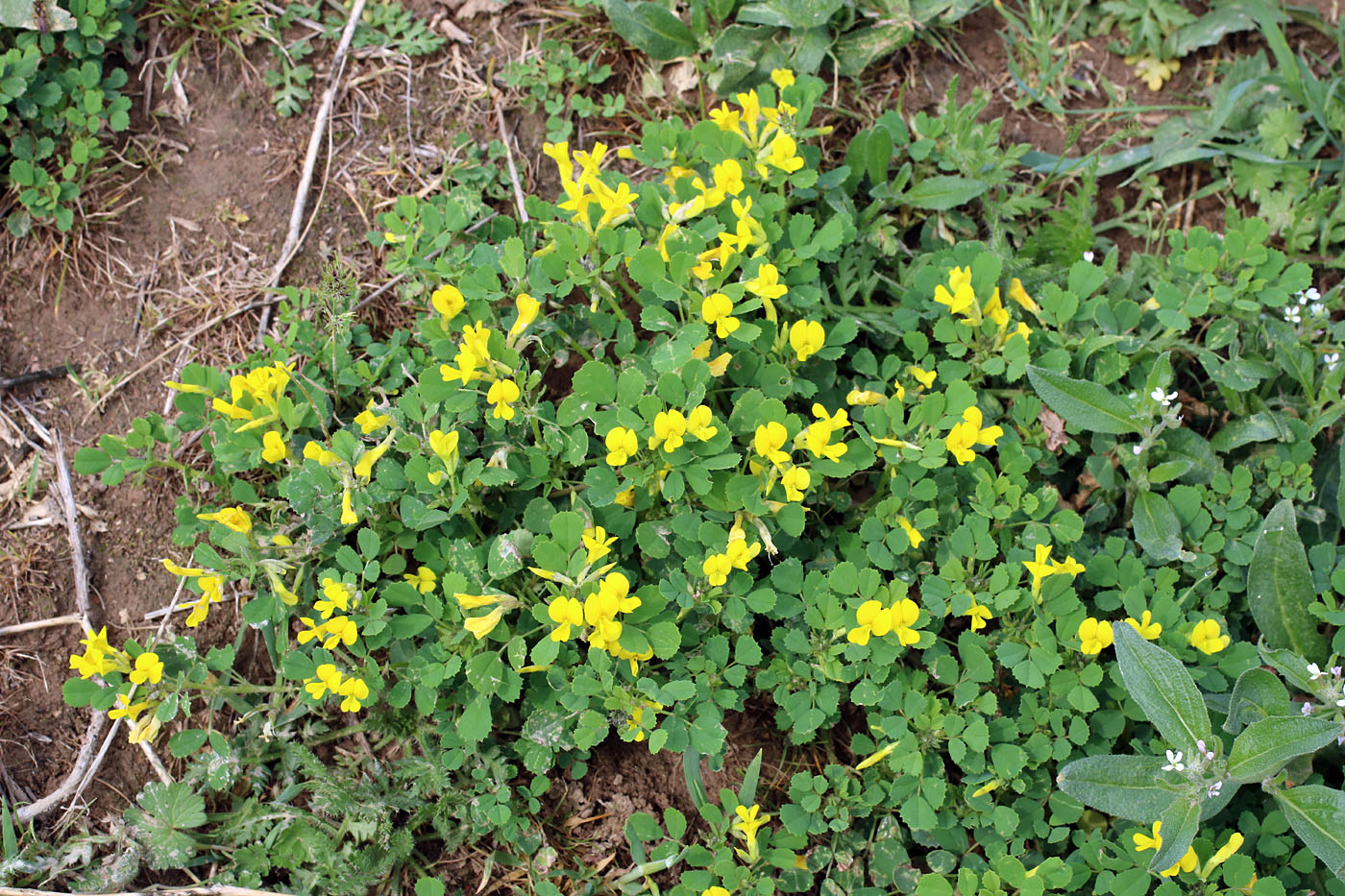 Изображение особи Trigonella grandiflora.