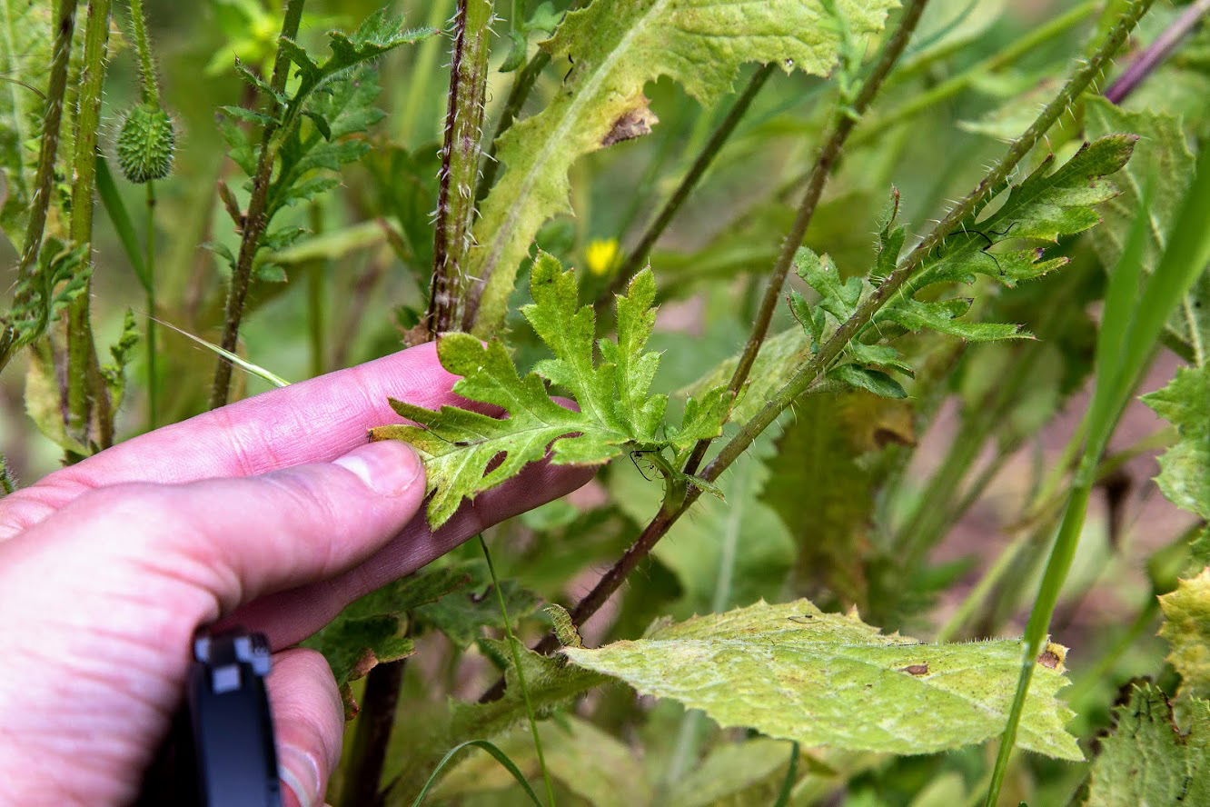 Image of genus Papaver specimen.