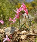 Gladiolus triphyllus. Цветущие растения. Республика Кипр, мыс Акама, лес Акама (Ακρωτήριο Ακάμας, Δάσος του Ακάμα), 350 м н.у.м., каменистый склон у кромки среза на обочине грунтовой дороги. 27.04.2019.