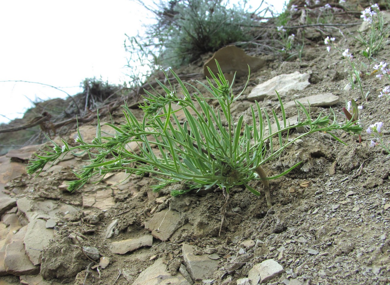 Изображение особи Thesium procumbens.