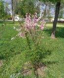 род Malus. Цветущее растение. Тверская обл., г. Тверь, городской сад, в культуре. 13 мая 2019 г.