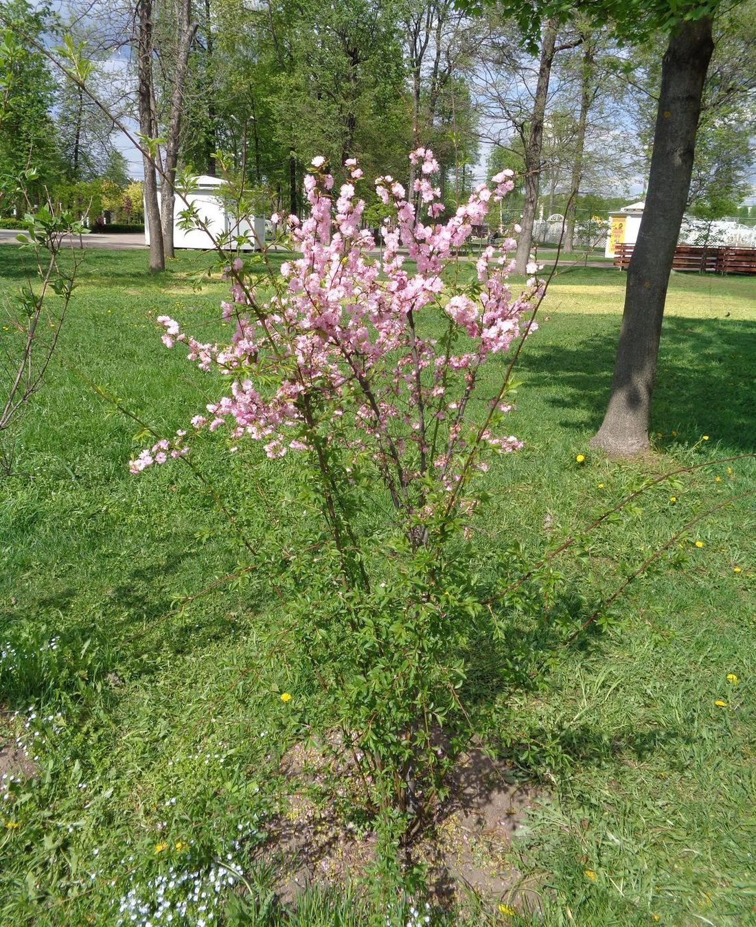 Изображение особи род Malus.