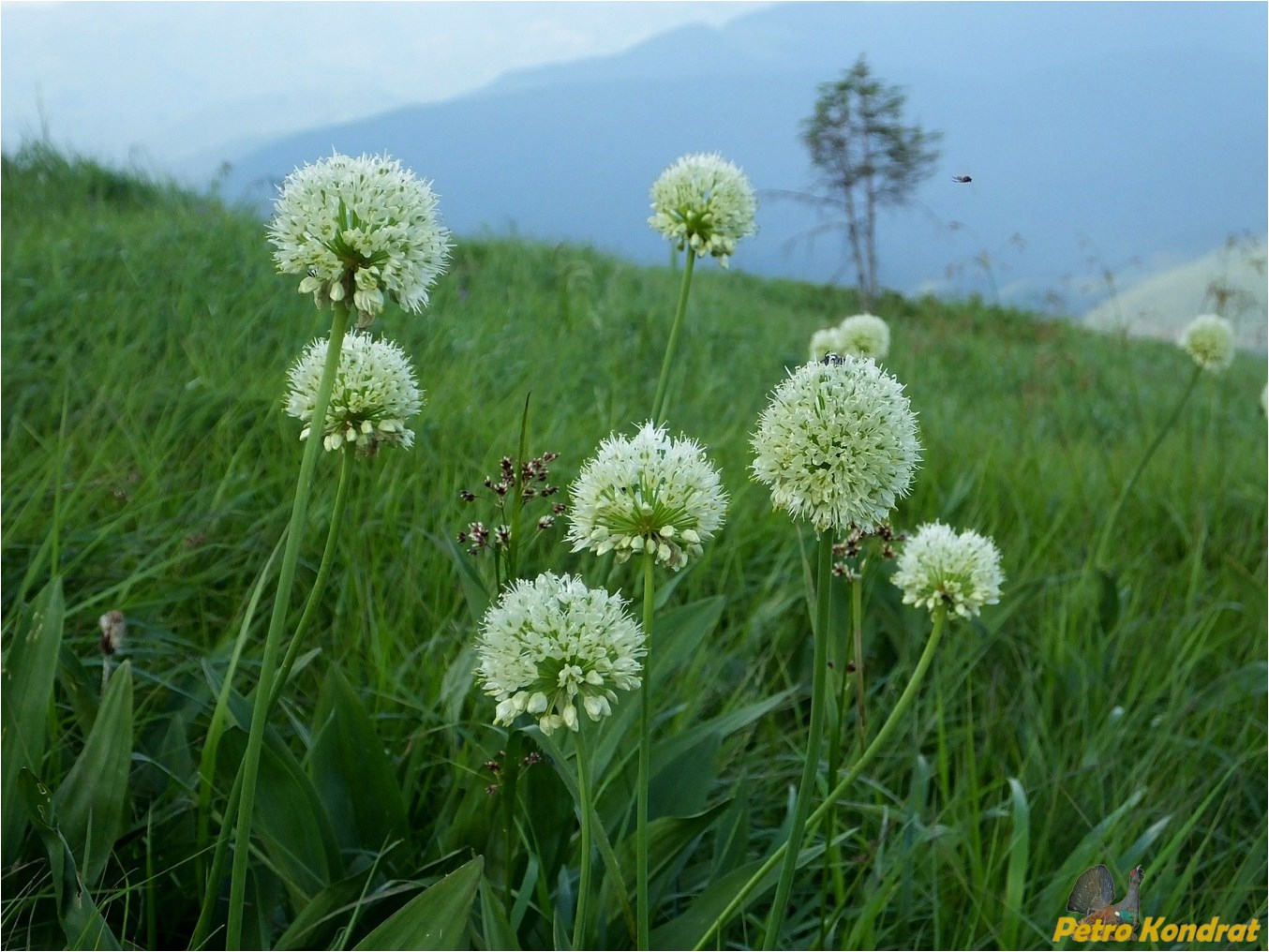 Image of Allium victorialis specimen.