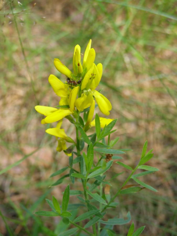 Image of Genista tinctoria specimen.