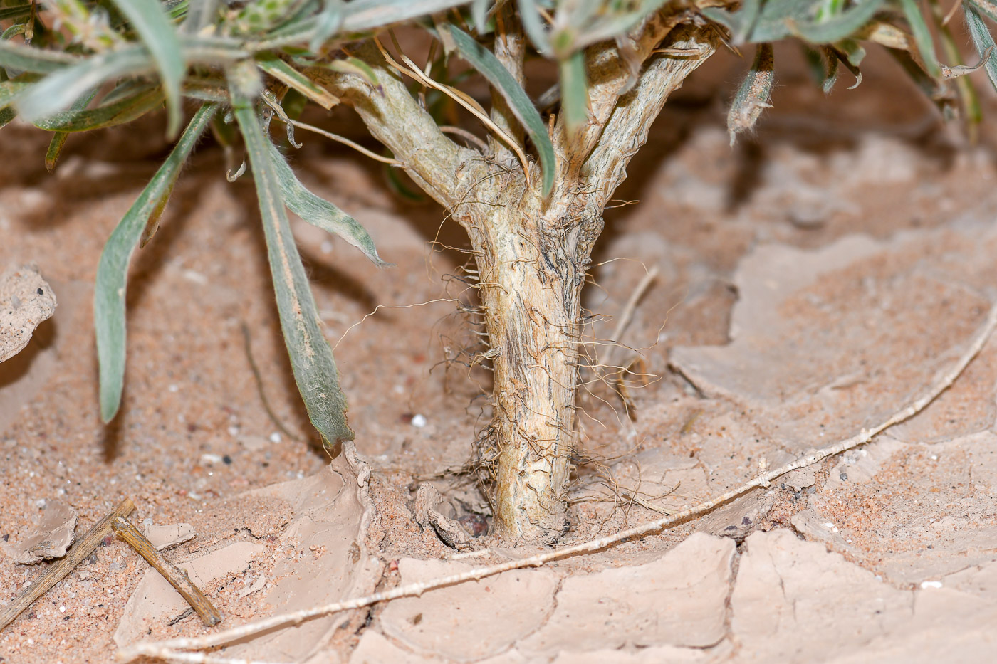 Image of Plantago albicans specimen.