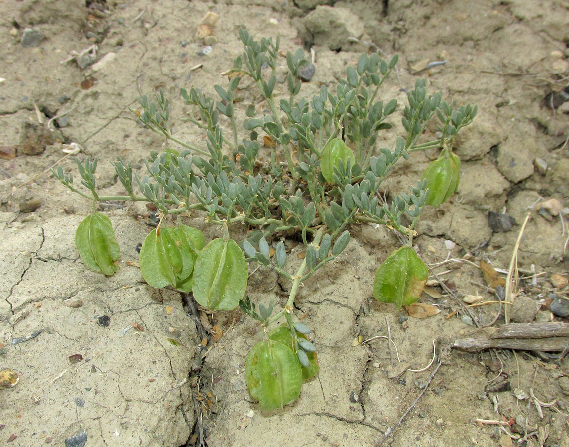 Image of Zygophyllum pinnatum specimen.