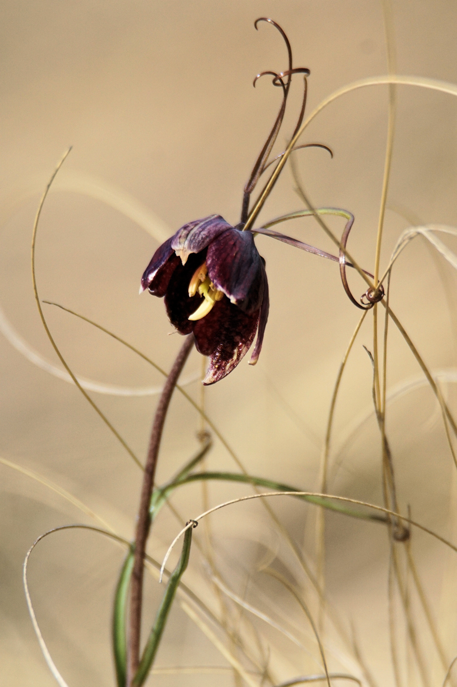 Изображение особи Fritillaria ruthenica.