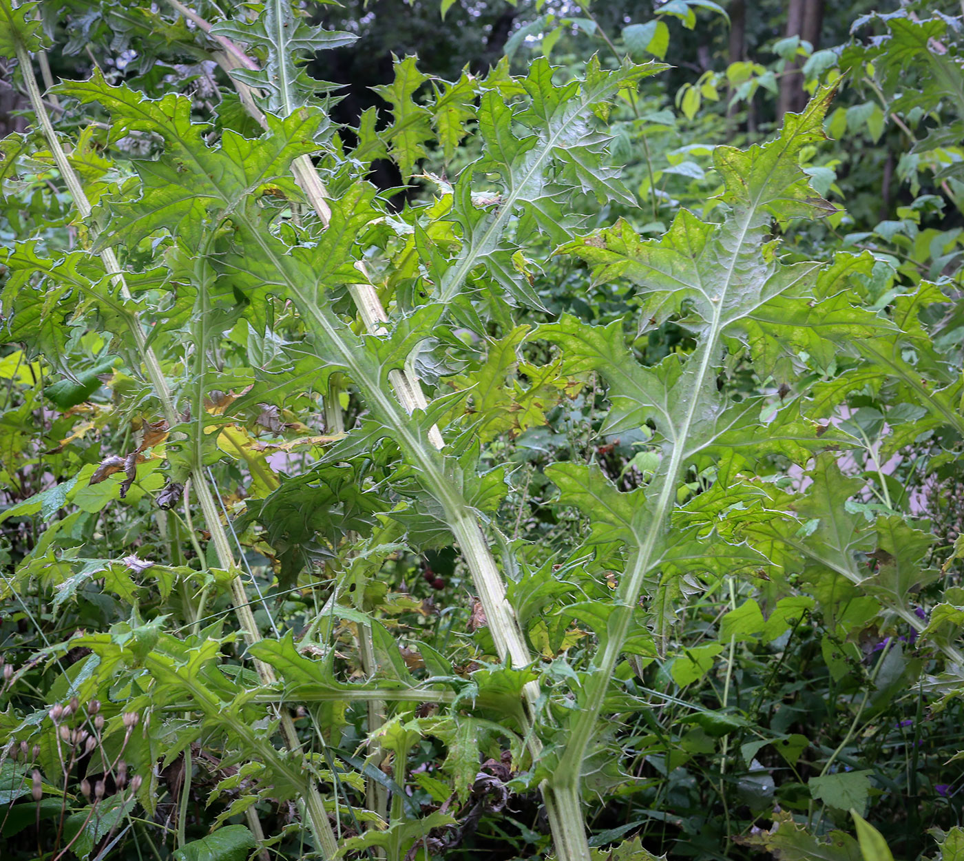 Изображение особи Echinops sphaerocephalus.