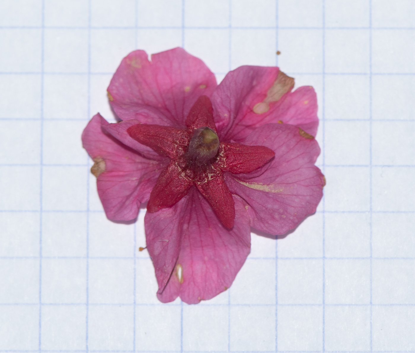 Image of Prunus campanulata specimen.