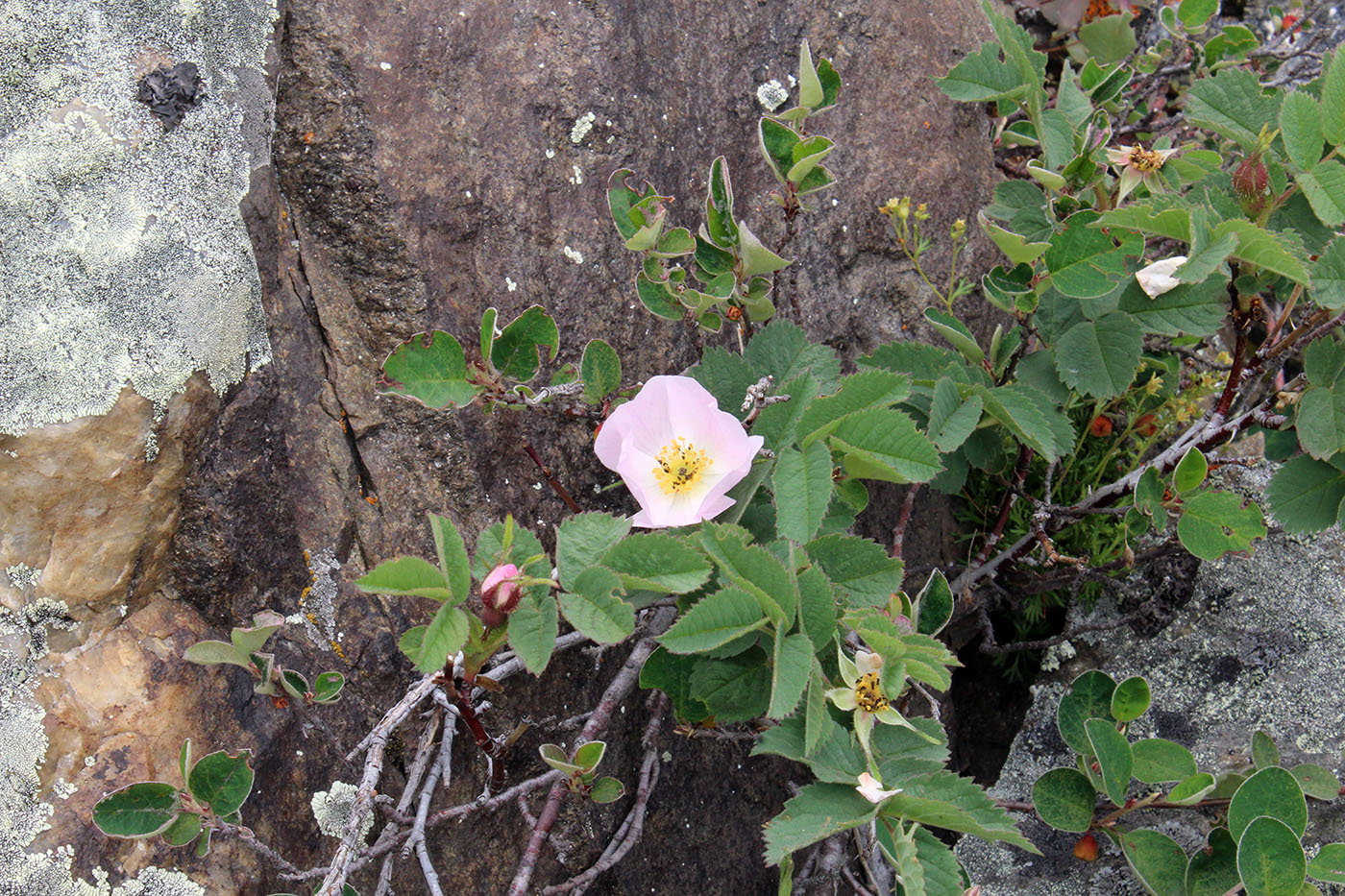 Image of genus Rosa specimen.