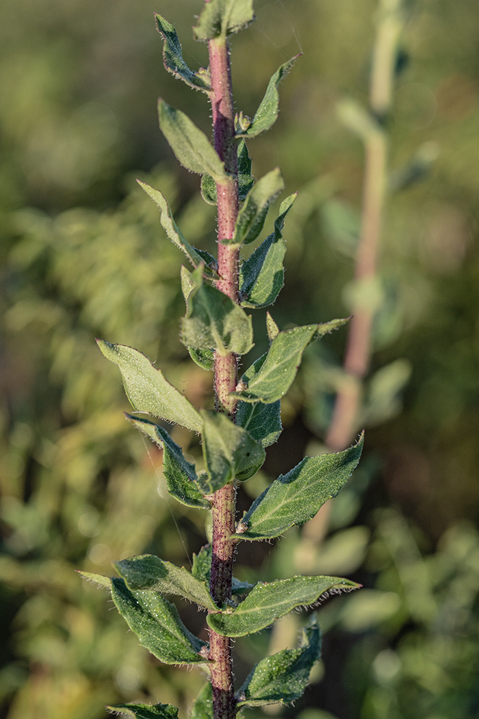 Изображение особи Hieracium virosum.