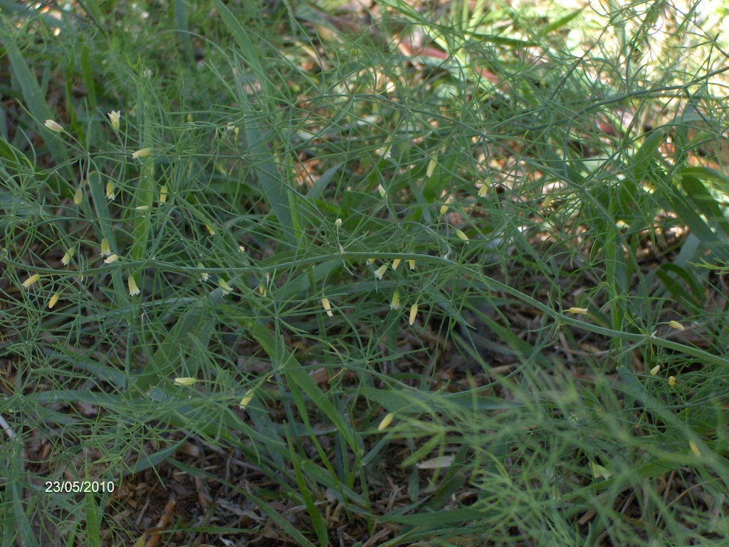 Image of genus Asparagus specimen.