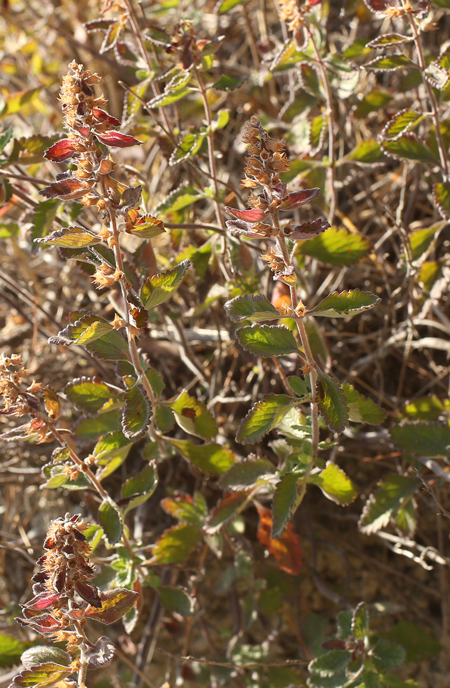 Изображение особи род Teucrium.