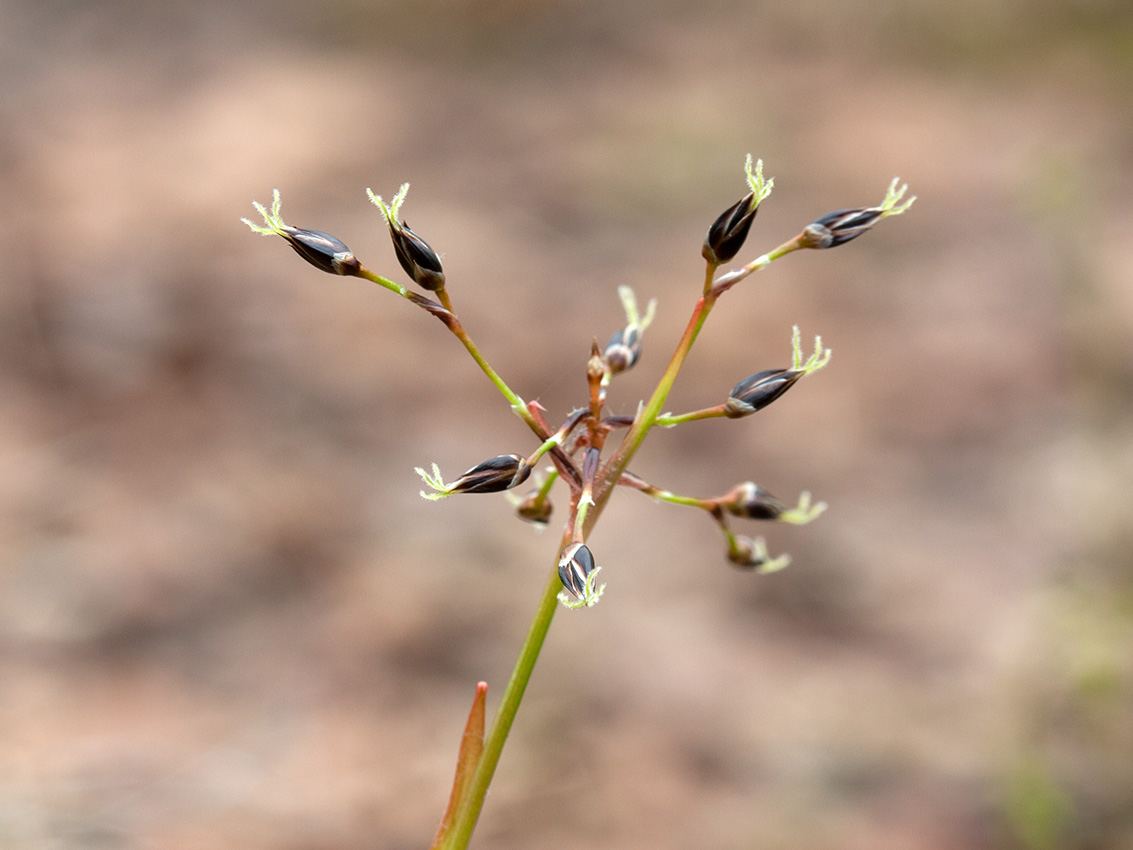 Image of Luzula pilosa specimen.