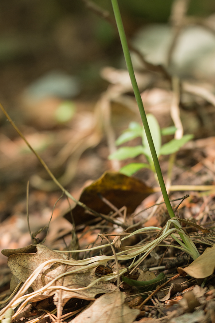 Image of Ornithogalum ponticum specimen.