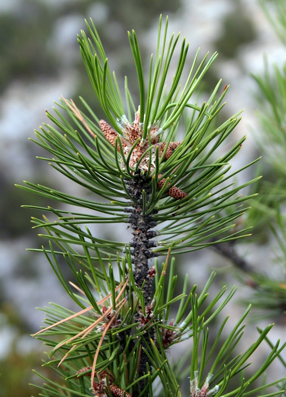 Image of genus Pinus specimen.