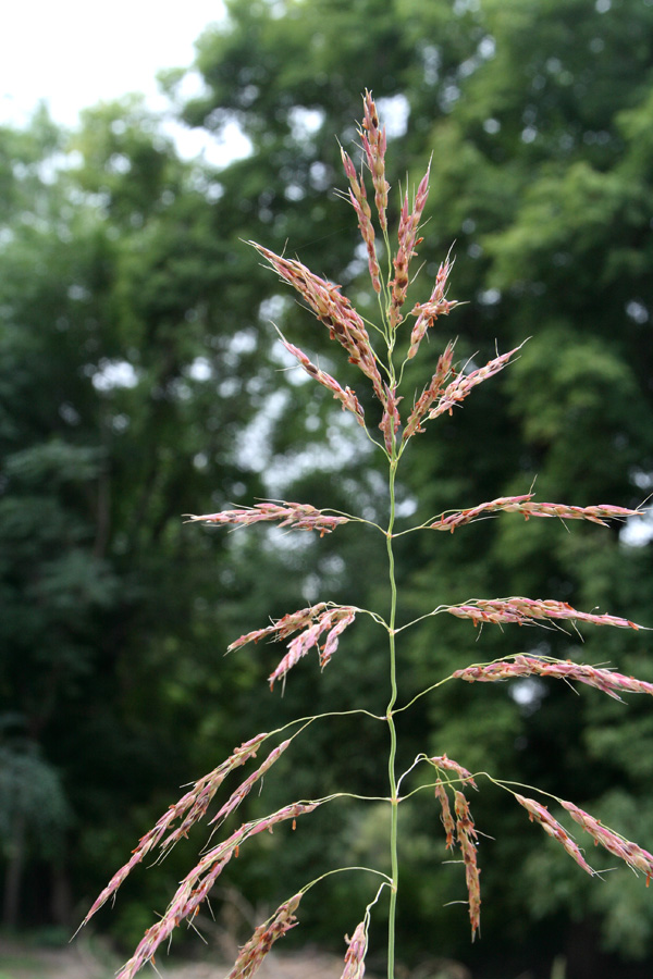 Image of Sorghum halepense specimen.