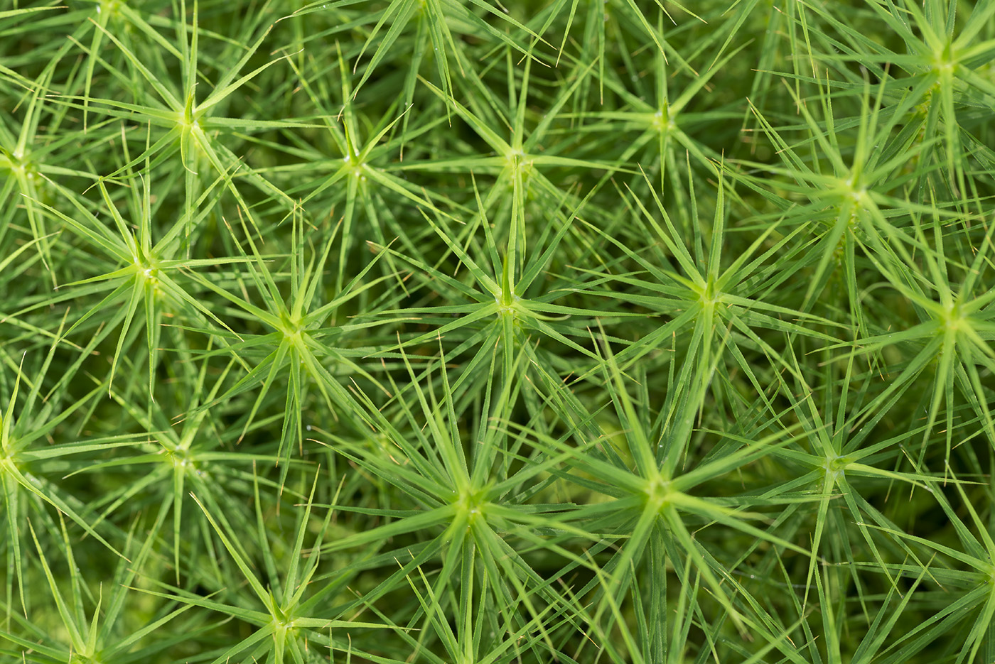 Изображение особи Polytrichum commune.