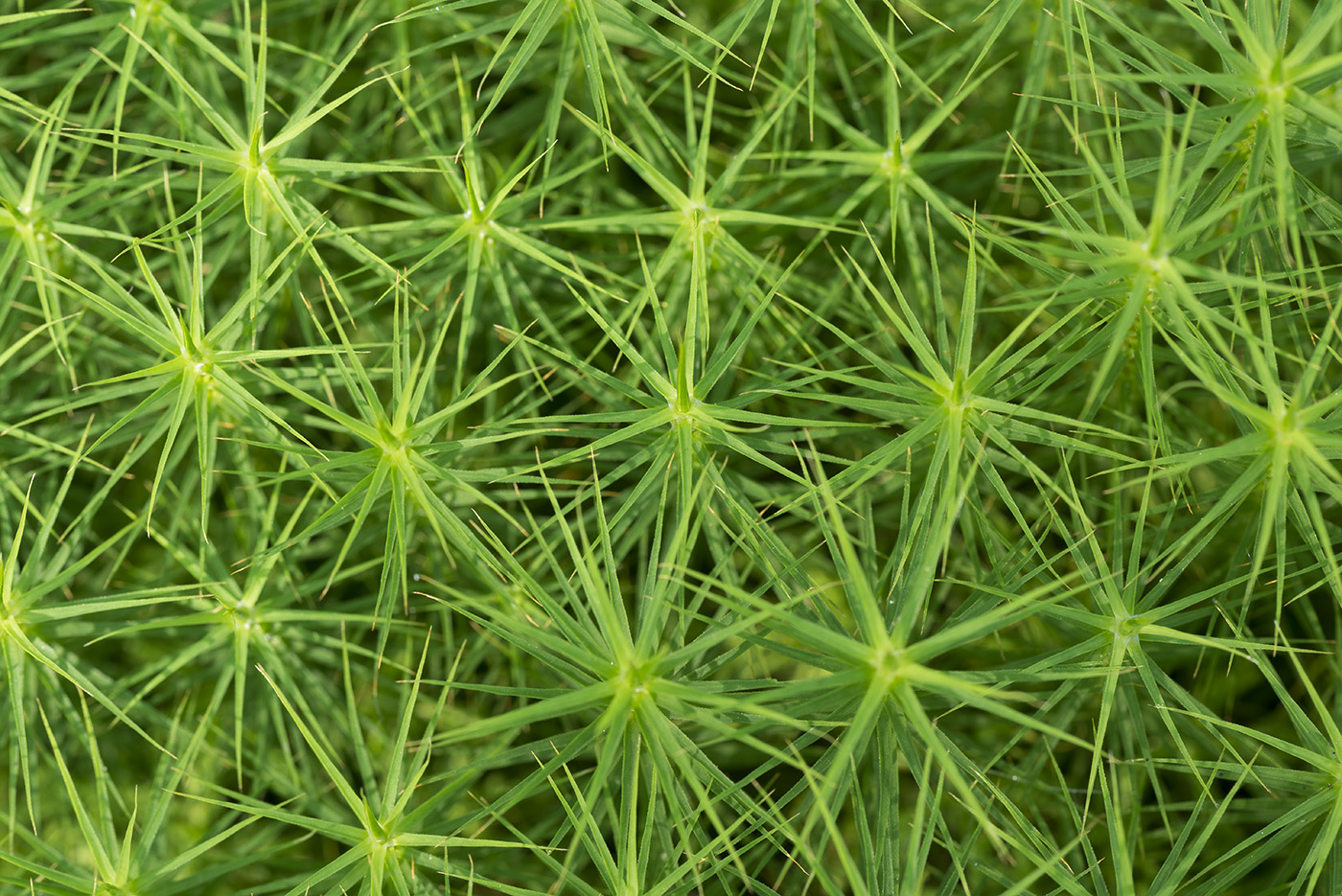 Image of Polytrichum commune specimen.