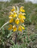 Phlomoides speciosa. Верхушка цветущего растения. Кыргызстан, Чуйская обл., Панфиловский р-н, Суусамырская долина. 24.05.2019.