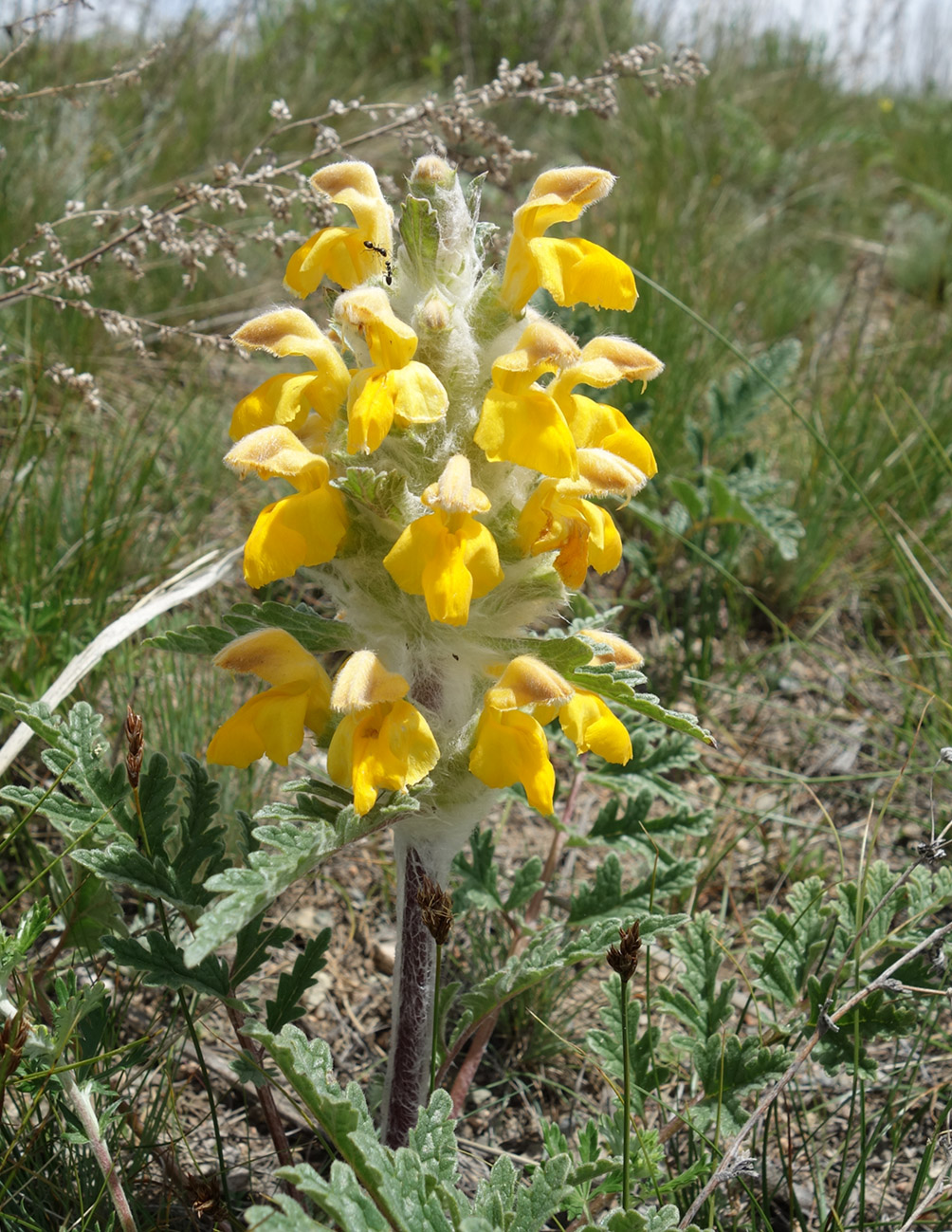 Изображение особи Phlomoides speciosa.