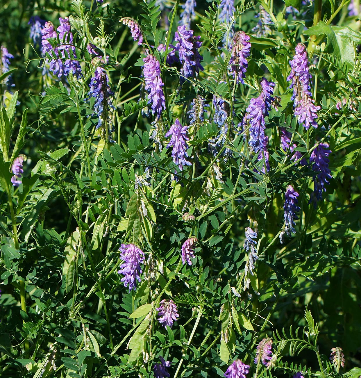 Image of Vicia cracca specimen.