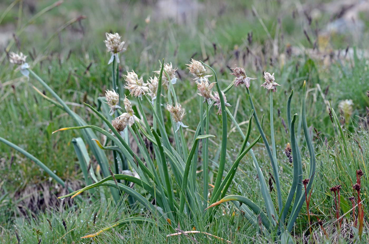 Image of Allium semenowii specimen.