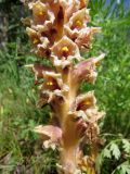 Orobanche alsatica. Нижняя часть соцветия (растение паразитирует на Seseli schrenkianum). Казахстан, Туркестанская обл., Толебийский р-н, территория Сайрам-Угамского национального парка; Угамский хр., долина р. Сайрам-Су, ≈ 1900 м н.у.м., горельник на месте редкостойного арчовника. 03.07.2019.