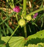 Malva mauritiana