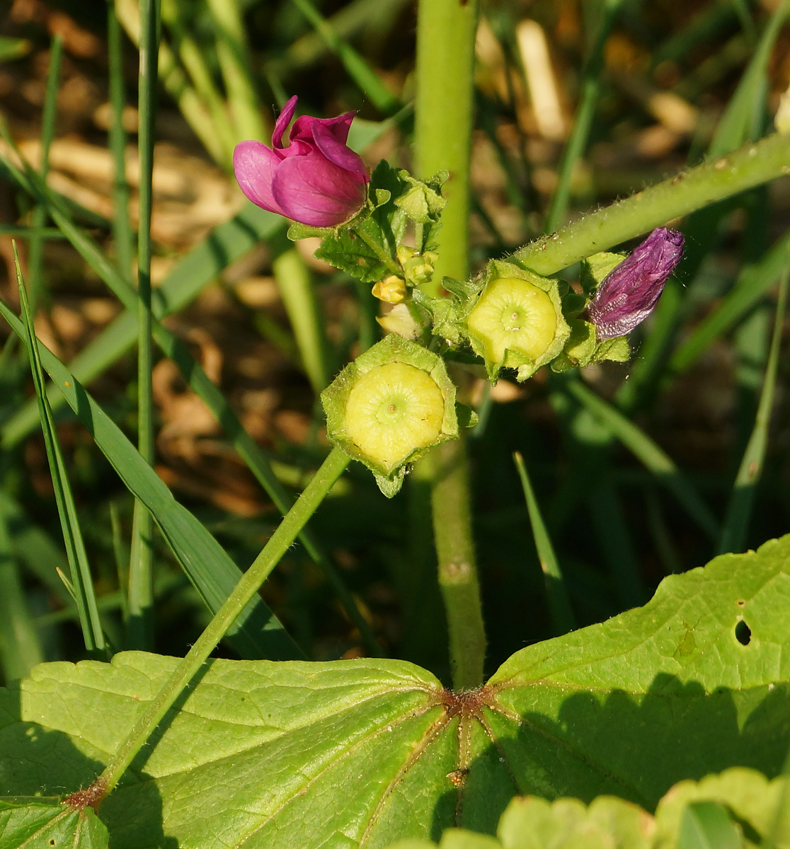 Image of Malva mauritiana specimen.