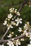 Prunus domestica. Часть ветви с соцветиями. Санкт-Петербург, Кировский р-н, в придомовом озеленении. 25.04.2020.