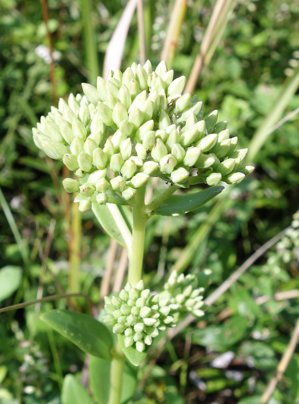 Image of Hylotelephium pallescens specimen.