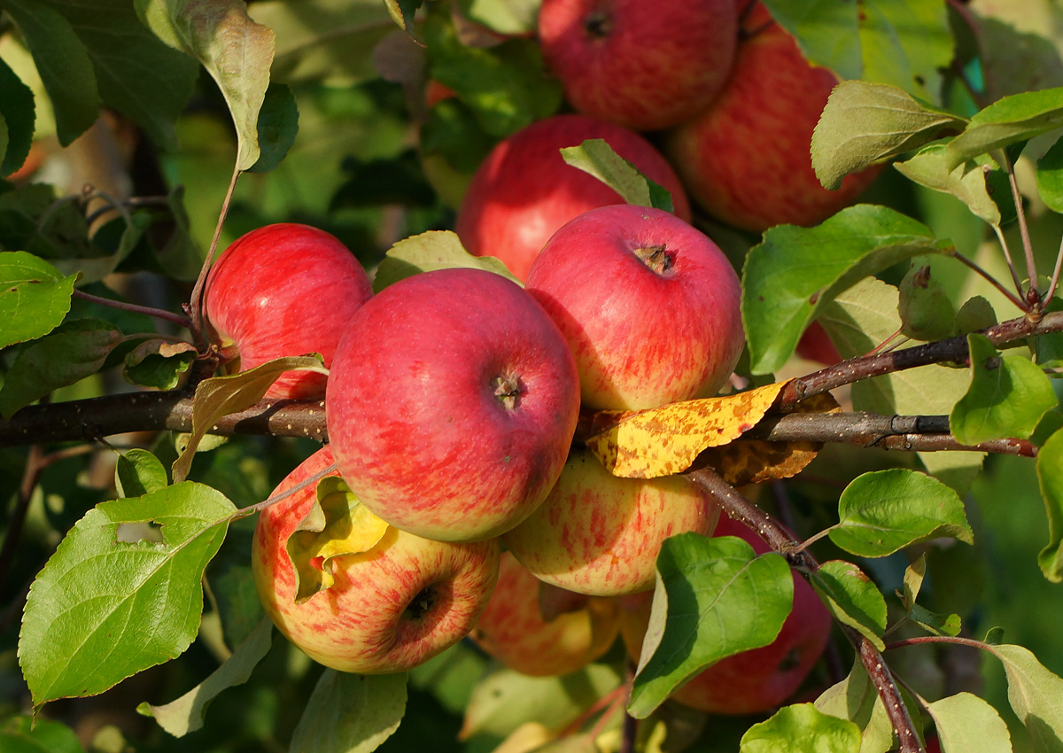 Изображение особи Malus domestica.