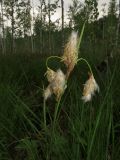 Eriophorum angustifolium. Верхняя часть отцветшего растения. Томск, дол. р. Хромовка, осоковое болото. 21.05.2020.