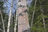 genus Betula. Средняя часть ствола старого дерева, покрытая аэрофитоном (красноватый налёт) и лишайниками (сизые пятна). Калужская обл., Боровский р-н, правый берег Чёлоховского ручья, смешанный лес. 01.04.2020.