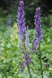 Aconitum leucostomum