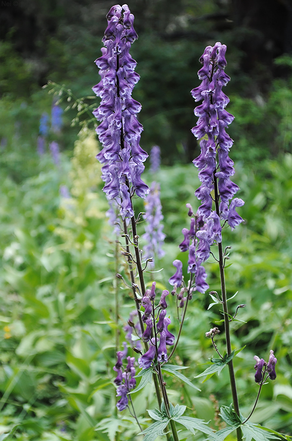 Image of Aconitum leucostomum specimen.