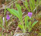 Viola gmeliniana