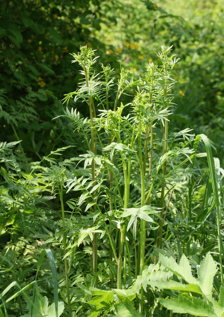 Image of Polemonium caeruleum specimen.