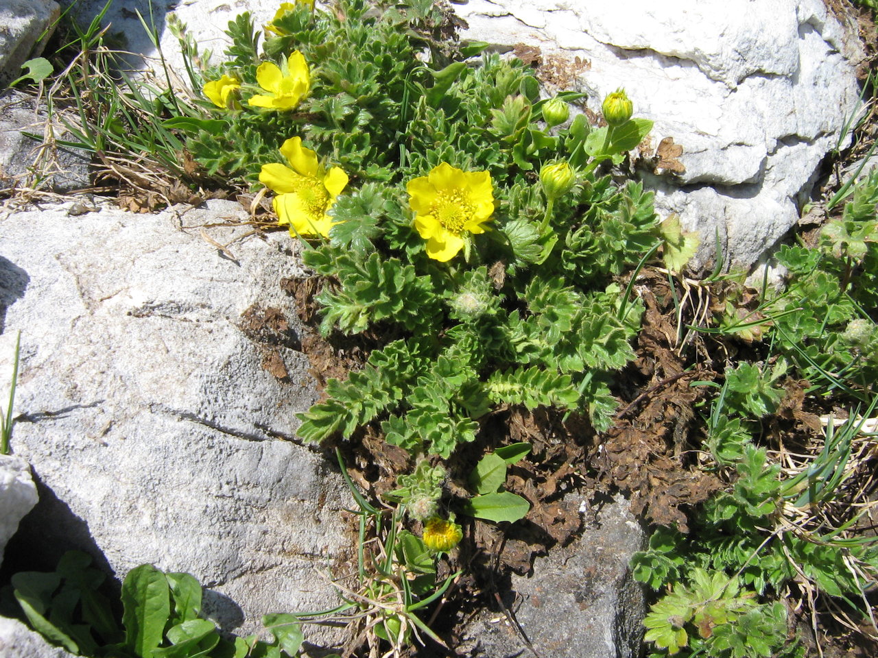 Image of Geum reptans specimen.