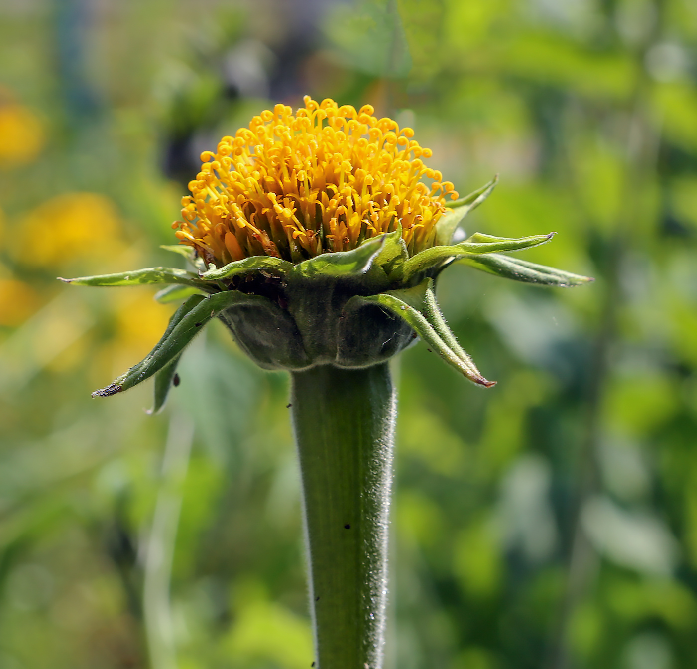 Изображение особи Tithonia rotundifolia.