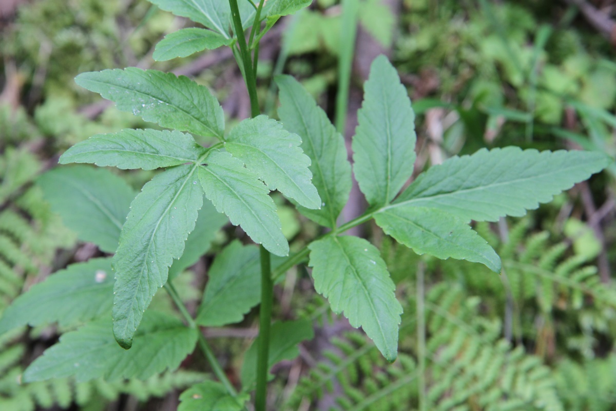 Image of Cardamine macrophylla specimen.