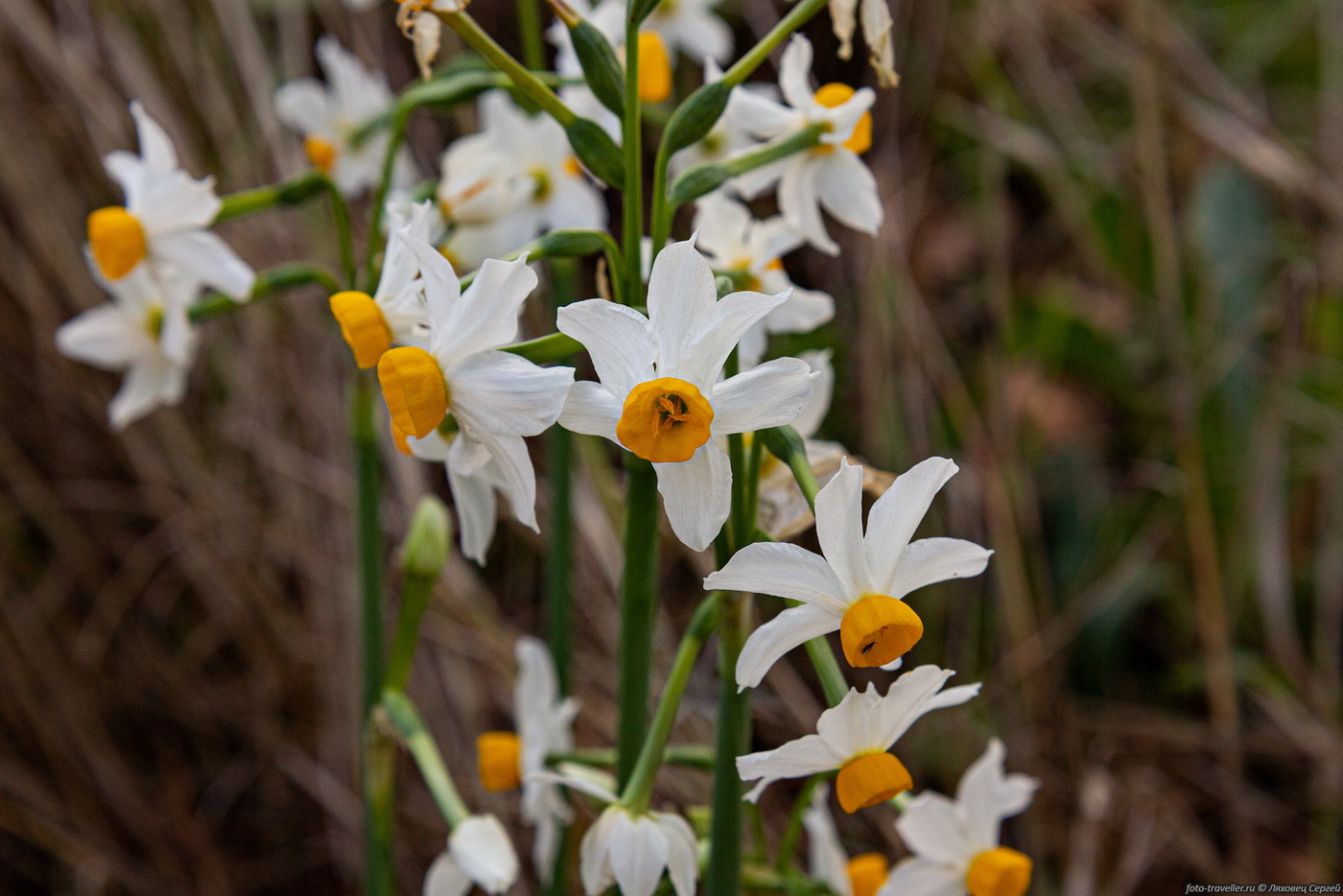 Image of Narcissus tazetta specimen.