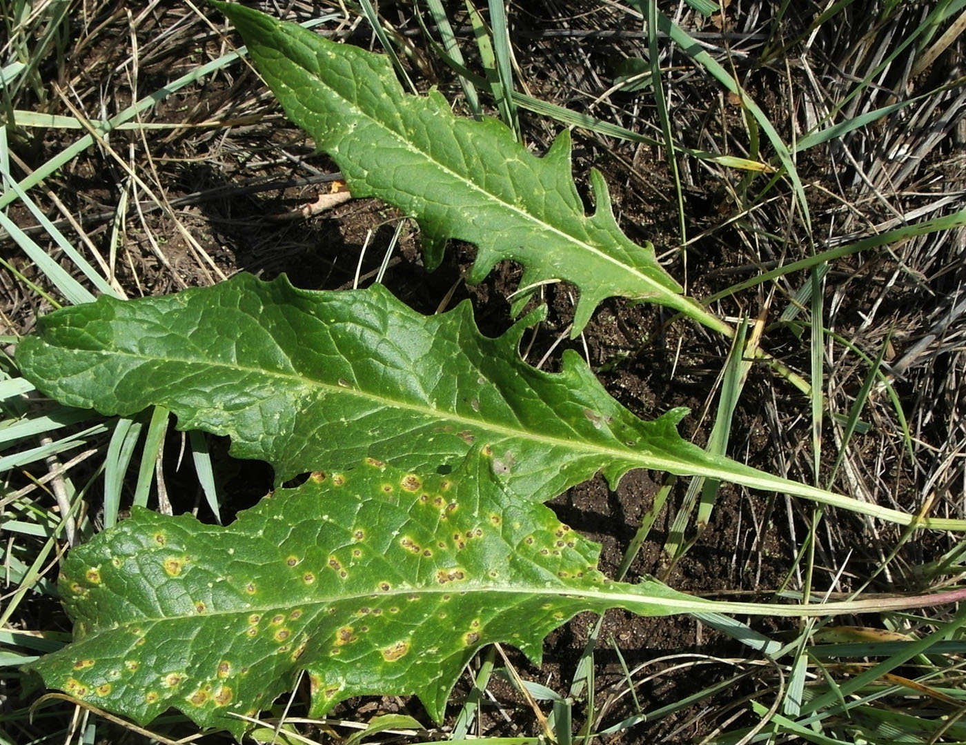 Image of Saussurea amara specimen.