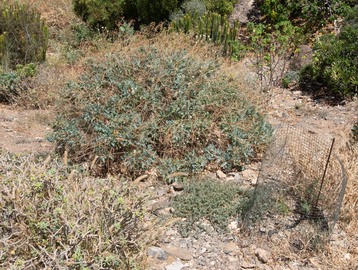 Image of Crambe sventenii specimen.