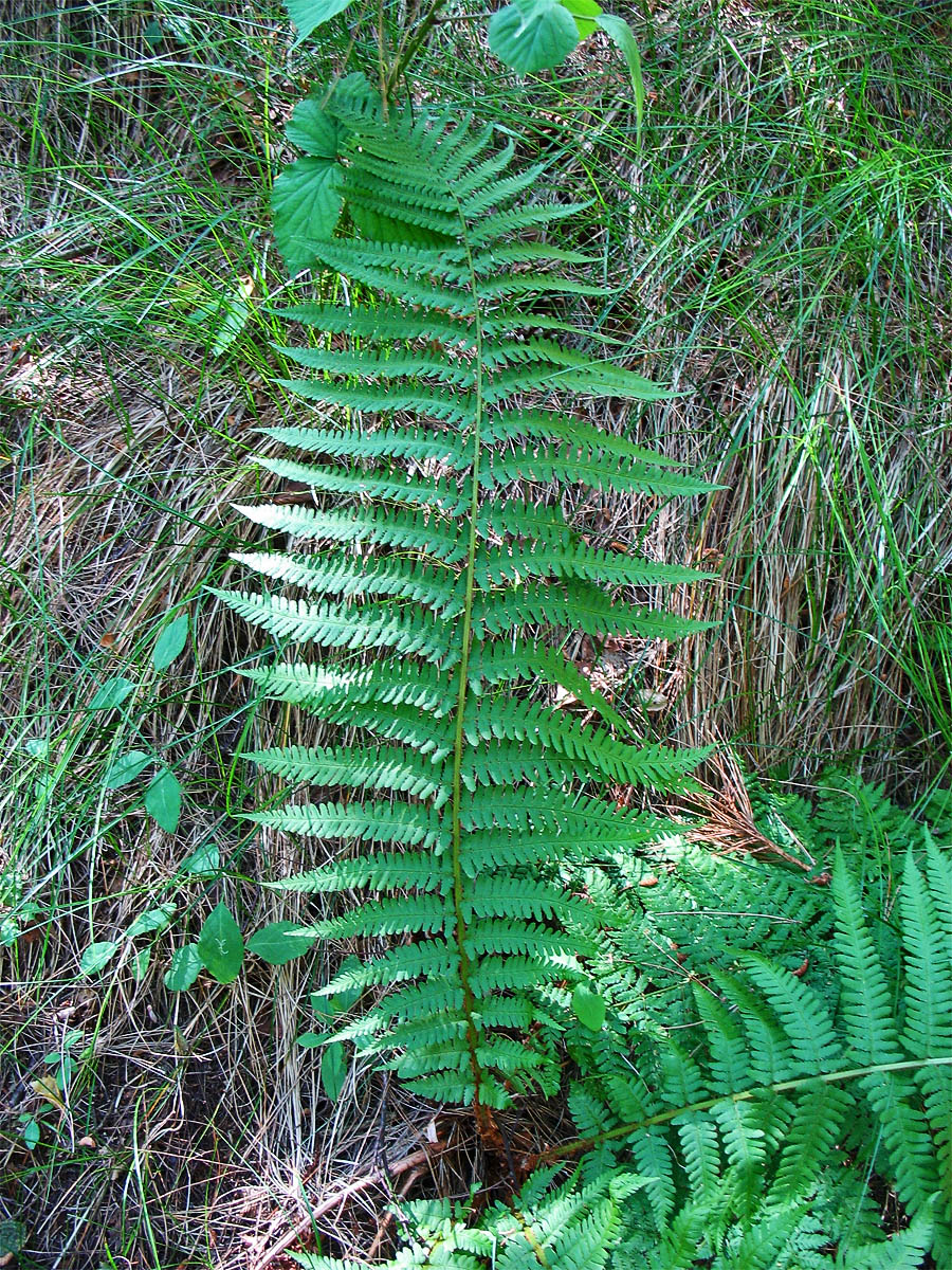 Image of Dryopteris filix-mas specimen.