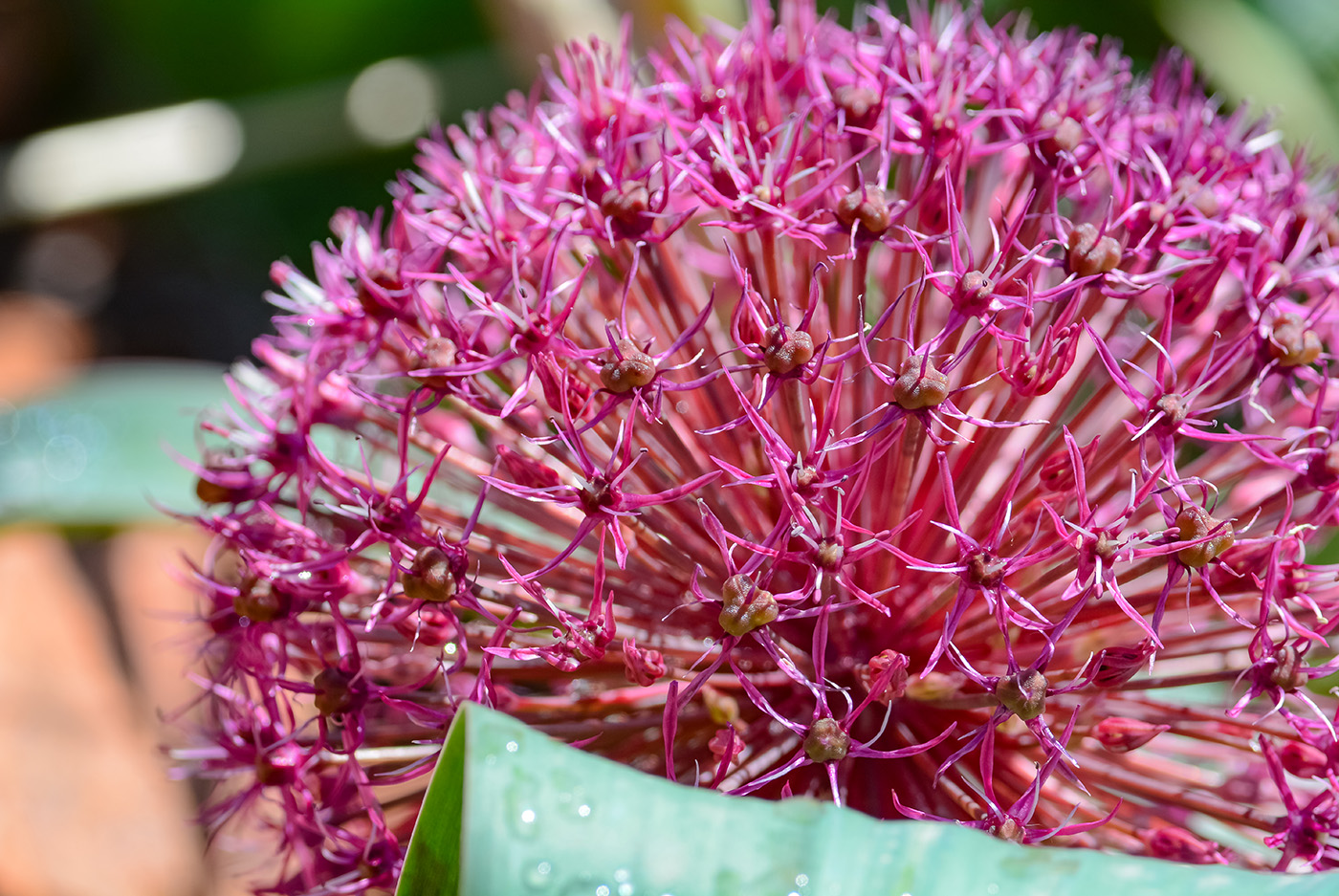 Изображение особи Allium karataviense ssp. henrikii.