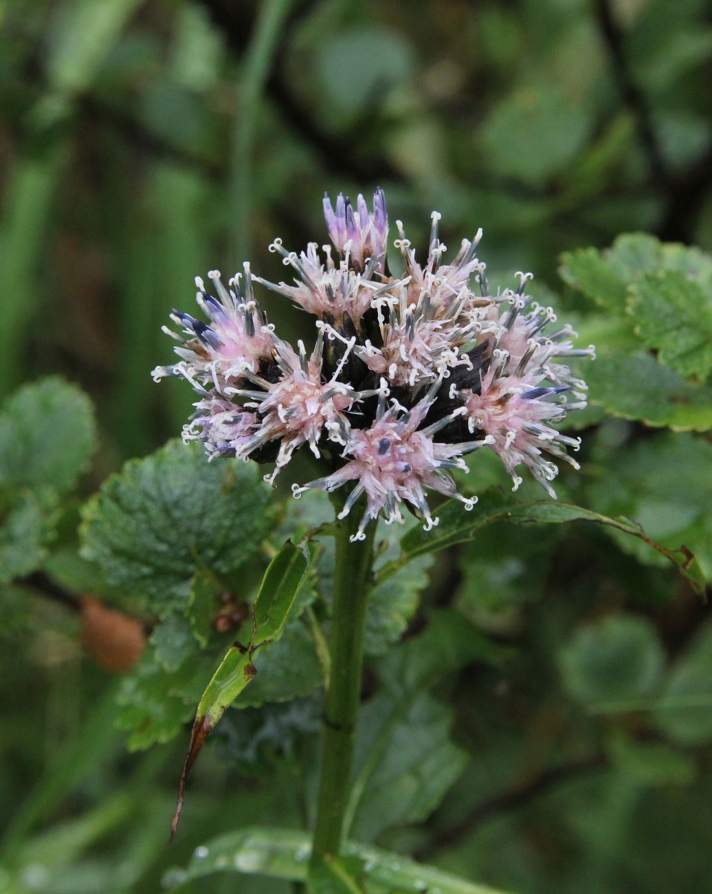 Image of genus Saussurea specimen.