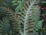 genus Polypodium